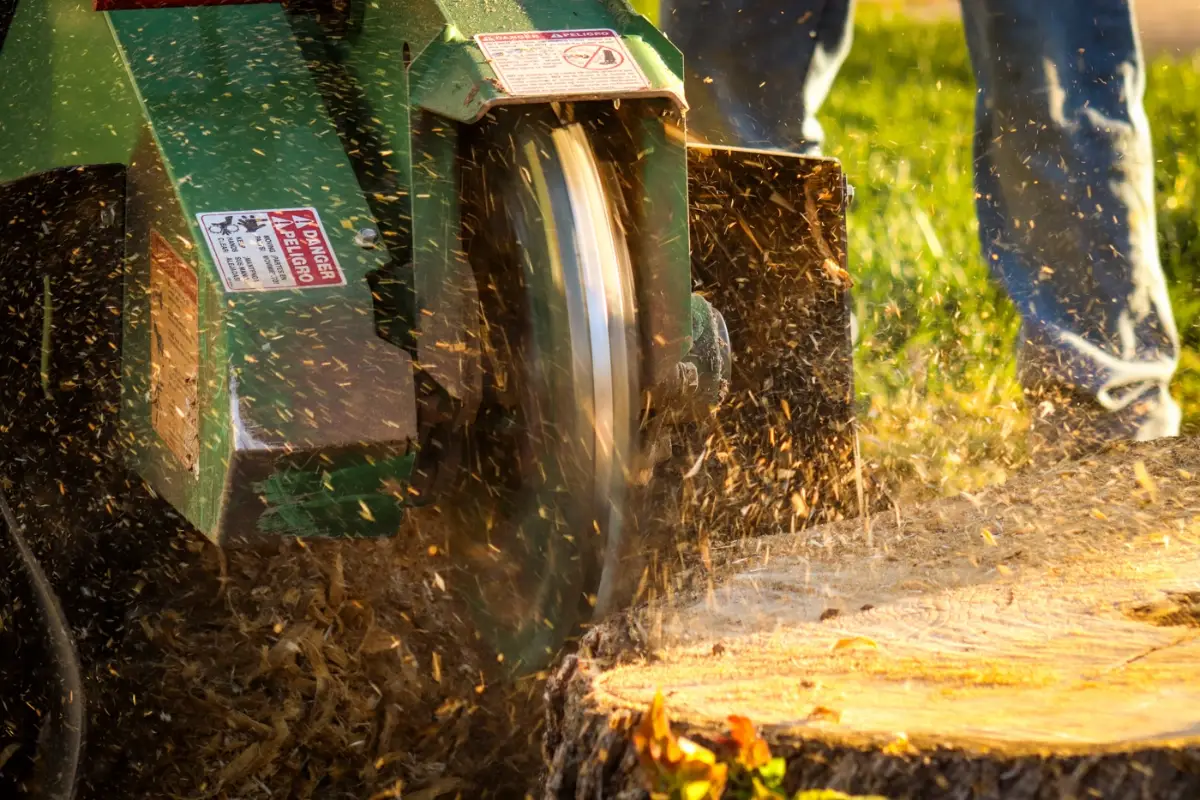 Stump grinder in use
